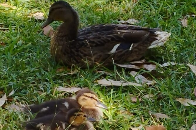 Private Tour to the Royal Palace. - Pickup Point Details