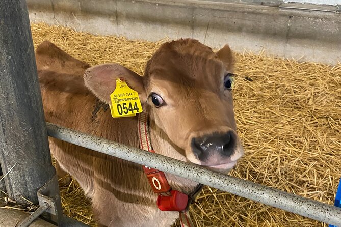 Private Tour to the Windmills, Cheese and Clogs Form Amsterdam - Booking Information