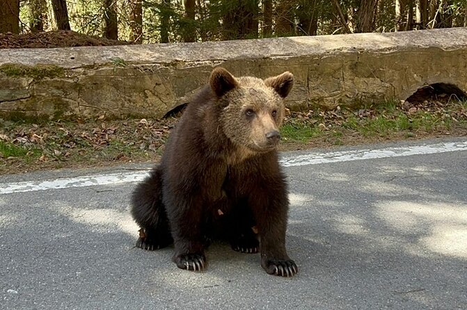 Private Tour to Transfagarasan Road and Wild Brown Bears - Cancellation Policy