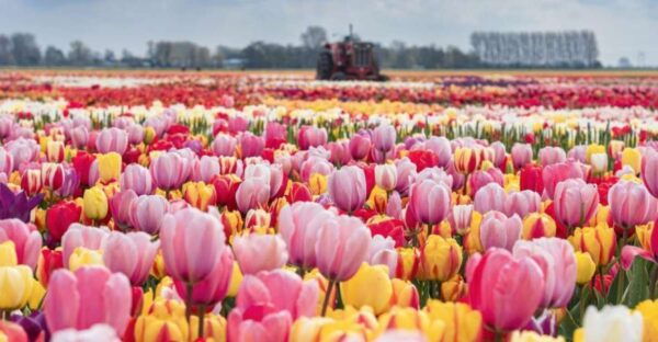 Private Tour to Tulip Experience, Keukenhof & Giethoorn - Common Questions