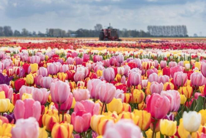 Private Tour to Tulips, Keukenhof, Windmills & Cheese Farm - Zaanse Schans
