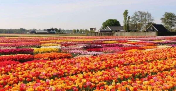 Private Tour to Tulips, Keukenhof, Windmills & Cheese Farm - The Sum Up