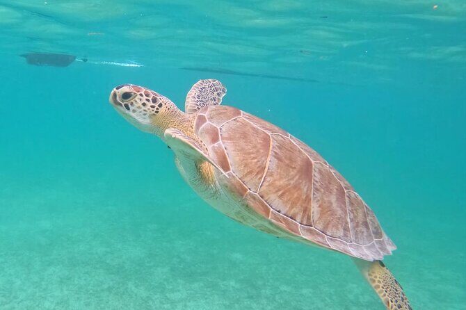 Private Tour to Tulum and Swimming with Turtles in Akumal - FAQ