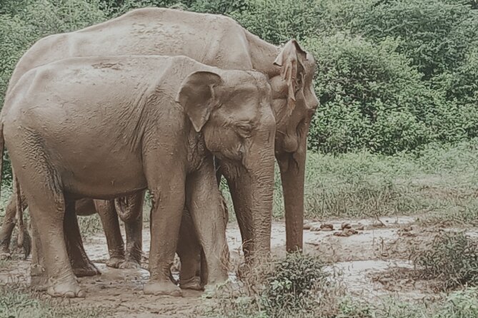 Private Tour to Udawalawe National Park - Frequently Asked Questions