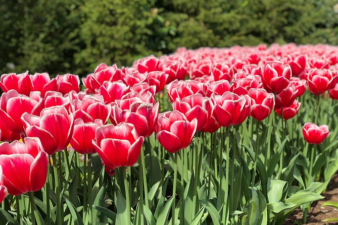 Private Tour to Windmills Zaanse Schans Keukenhof - 7 Hours - Explore the Gardens