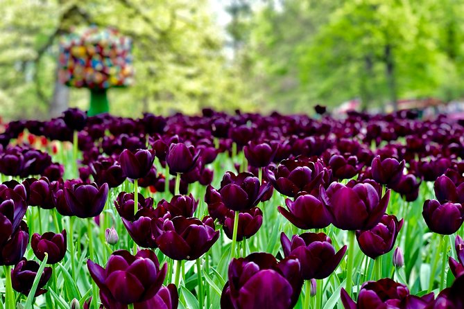 Private Tour to Windmills Zaanse Schans Keukenhof - 7 Hours - Cancellation Policy