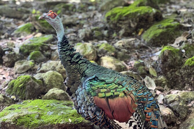 Private Tour Tulum Coba and Cenote - Cenote: Refreshing and Relaxing