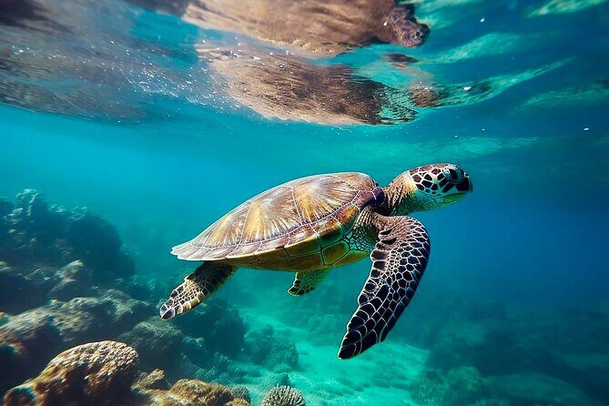 Private Tour Tulum Tortugas Cenote Beach All Inclusive - Exploring the Private Tulum, Tortugas, Cenote & Beach All-Inclusive Tour