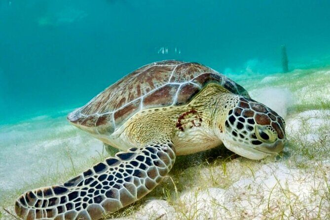 Private Tour Tulum Tortugas Cenote Beach All Inclusive - Who Should Consider This Tour?