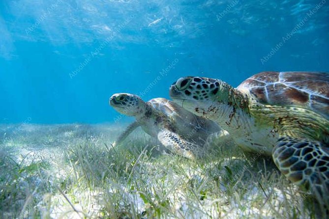 Private Tour Turtle Experience and Cenote Swim - Additional Information