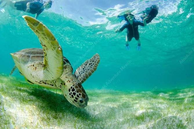 Private Tour Turtle Experience and Cenote Swim - Common Questions
