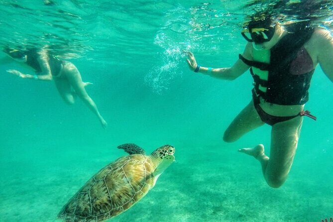 Private Tour: Turtle Swim & Underground Cenote - Private Tour: Turtle Swim & Underground Cenote — An Authentic Riviera Maya Escape