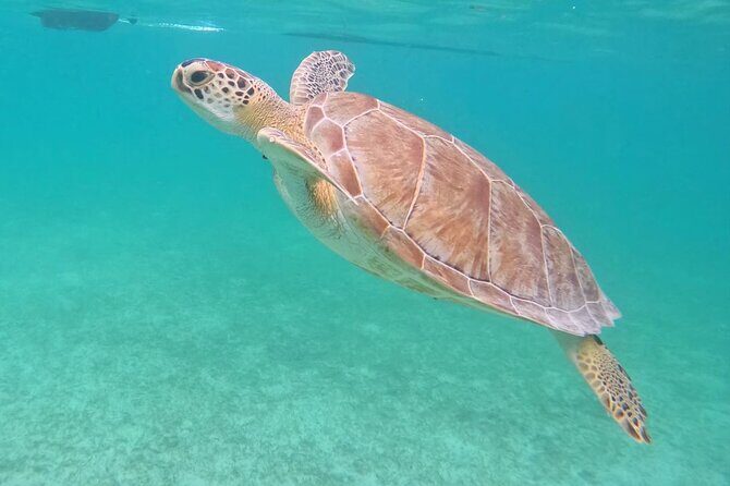 Private Tour: Turtle Swim & Underground Cenote - An In-Depth Look at the Experience