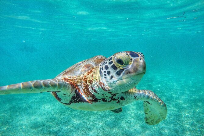 Private Tour: Turtle Swim & Underground Cenote - Practical Details & Tips