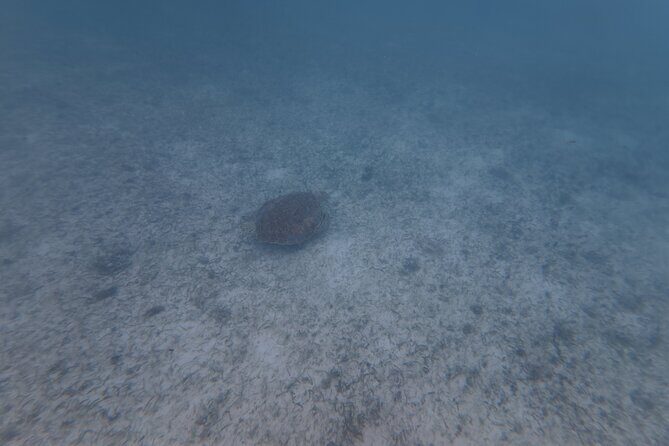 Private Tour: Turtle Swim & Underground Cenote - FAQ