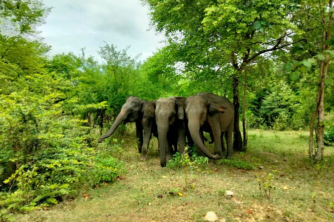 Private Tour : Udawalawe National Park Safari - Booking Details