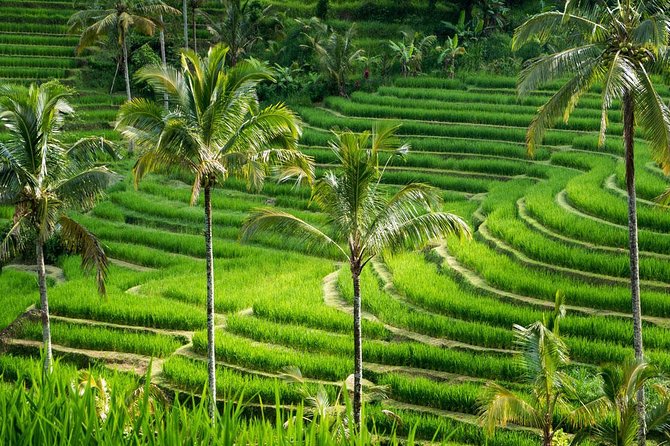 Private Tour- UNESCO Rice Terraces, Ulundanu Beratan, Batukaru, Tanah Lot Temple - UNESCO Rice Terraces