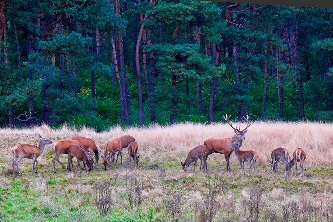 Private Tour Veluwe National Park and Kröller Müller Museum - Overview of Veluwe National Park and Kröller Müller Museum