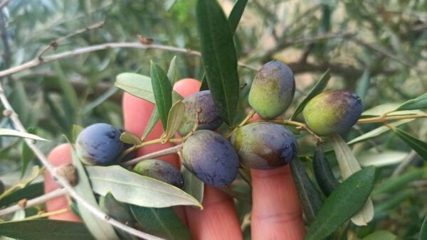 Private Tour: Visit Siena and the Rolling Hills of Chianti. - Frequently Asked Questions