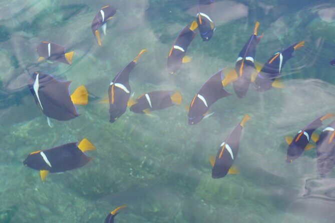 Private Tour Visit the National Park ''The Arches of Mismaloya'' - Who Should Consider This Tour?