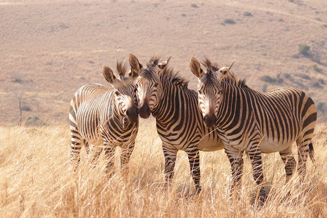 Private Tour : West Coast Nature E-Bike With Wildlife & Darling Brew - Itinerary Highlights