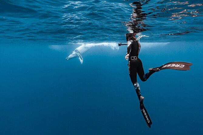 Private tour whale watching and snorkeling in Moorea - Discovering the Moorea Whale Watching and Snorkeling Experience