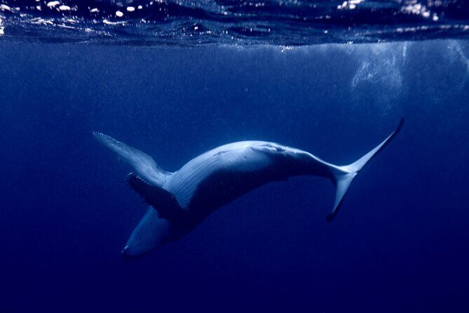 Private tour whale watching and snorkeling in Moorea - Why This Tour Might Be Perfect for You