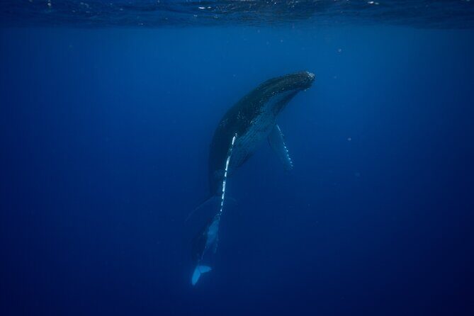 Private tour whale watching and snorkeling in Moorea - FAQs