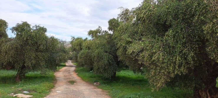 Private Tour - Wine/Olive Oil Tasting and Pottery Work Shop - Activity Details and Options