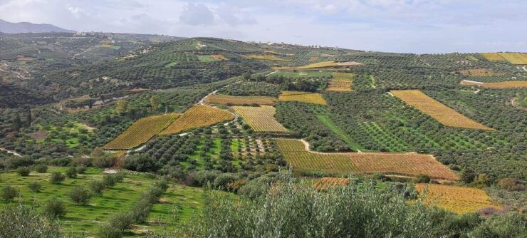 Private Tour - Wine/Olive Oil Tasting and Pottery Work Shop - Experience Highlights