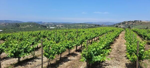 Private Tour - Wine/Olive Oil Tasting and Pottery Work Shop - The Sum Up