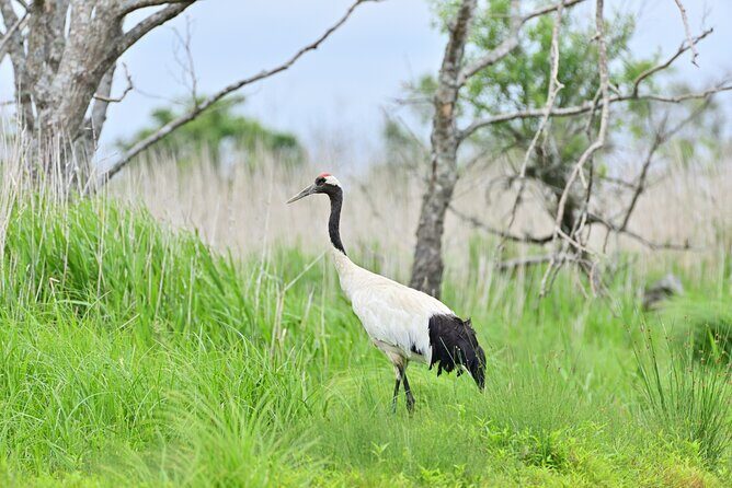 Private Tour with Kushiro Marsh, Tancho, and Local Market - Good To Know