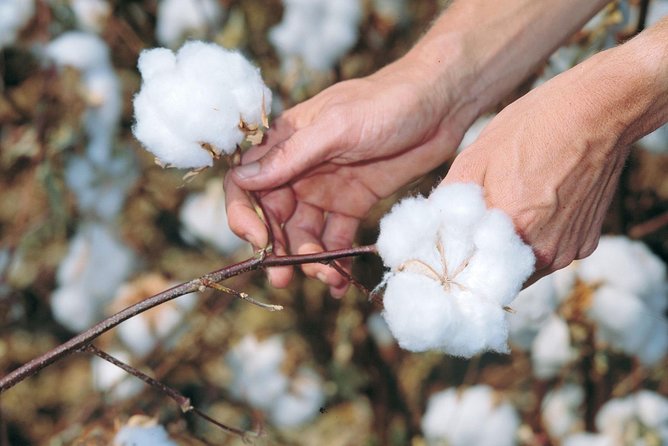 Private Tour With Personal Guide for Shopping Tours Papyrus Perfume Gold and Silver Catouche - Customer Reviews and Ratings