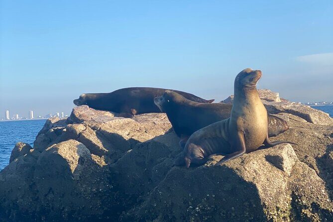 Private tour with sea lions and snorkeling - Introduction: Exploring Mazatlán’s Marine Side