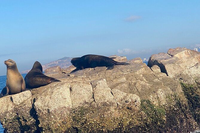 Private tour with sea lions and snorkeling - Good To Know