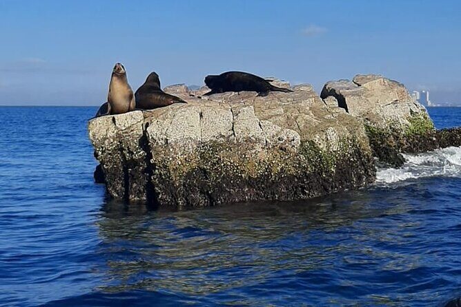 Private tour with sea lions and snorkeling - The Sum Up