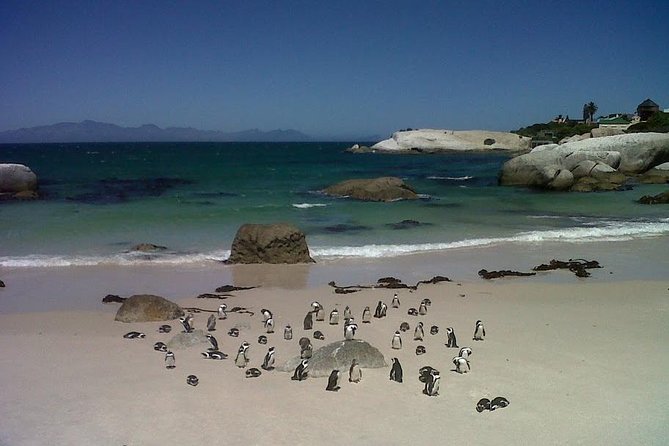 Private Tour With Wine Expert to Cape of Good Hope & Constantia Wine Region - Traveler Photos