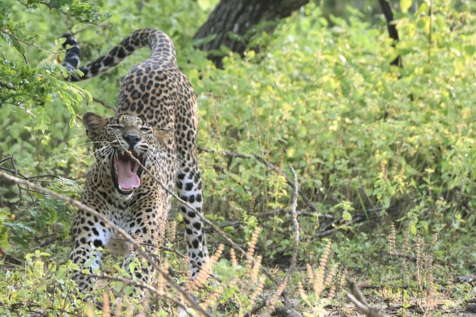 Private Tour: YALA National Park From SHANGRI-LA, Hambanthota - Additional Information