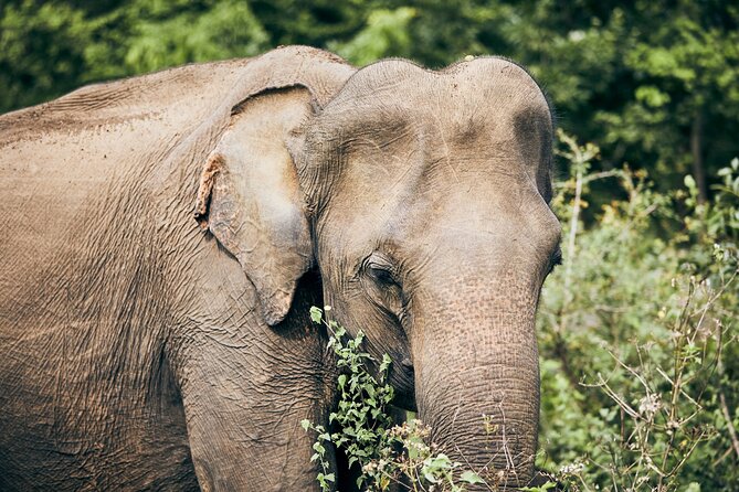 Private Tour: Yala National Park Safari - Tour Details