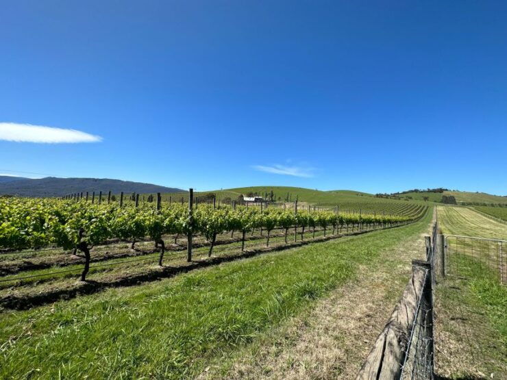 Private Tour: Yarra Valley Wine, Cheese, Gin & Chocolatrie - Experience & Highlights