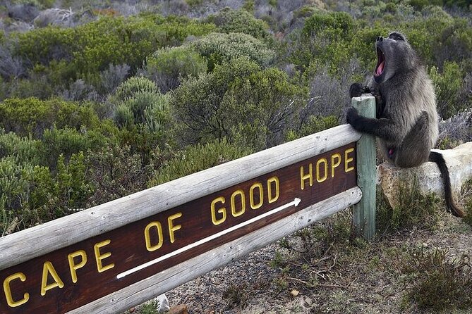 Private Tour:Cape of Good HopeCape PointPenguins & Wine Tasting - Tour Overview