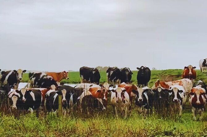 [Private Tour]Great Ocean Road and 12 Apostles Luxury Day Trip - The Sum Up