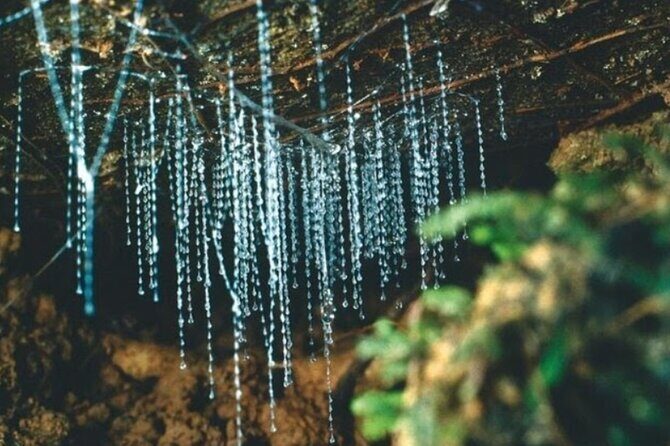 Private Tours in Bay of Islands - FAQ