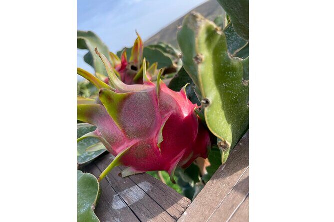 Private Traditional Olive Grove and Dragon Fruit Farm Tour - Good To Know
