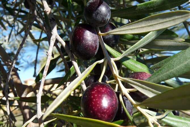 Private Traditional Olive Grove and Dragon Fruit Farm Tour - A Closer Look at the Tour Experience