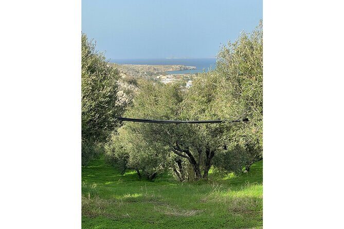 Private Traditional Olive Grove and Dragon Fruit Farm Tour - Why This Tour Offers Real Value