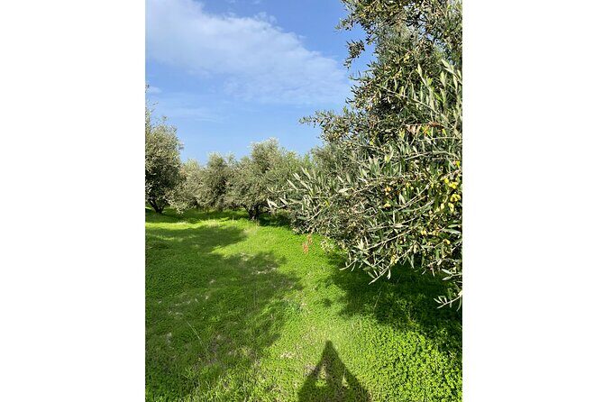 Private Traditional Olive Grove and Dragon Fruit Farm Tour - Who Will Love This Experience?