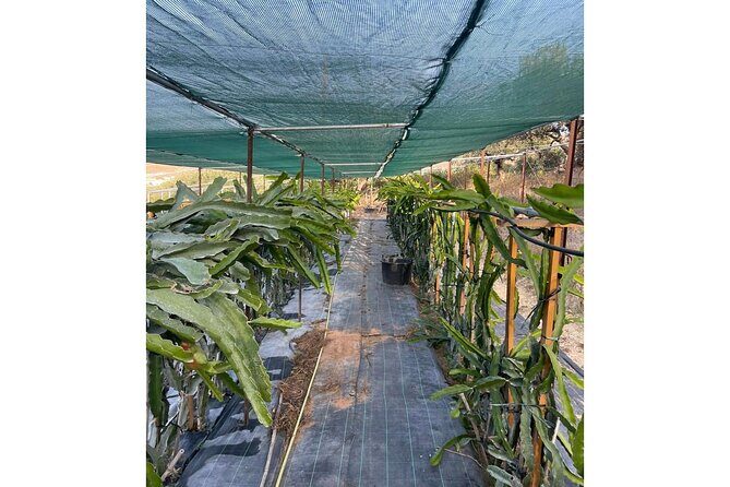 Private Traditional Olive Grove and Dragon Fruit Farm Tour - FAQs