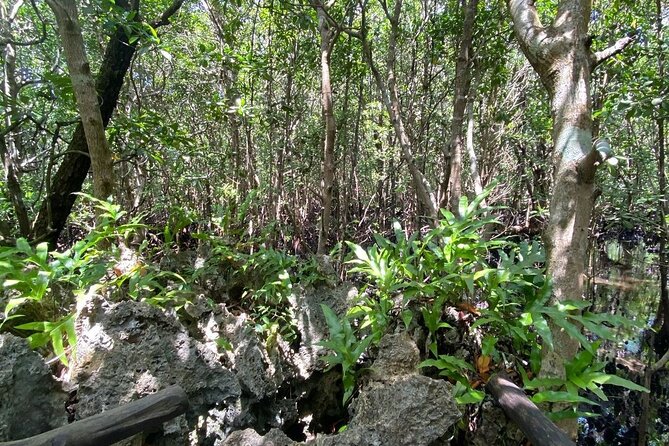 Private Tramping Mount Kilimanjaro Via Ubwe Route. - What To Expect