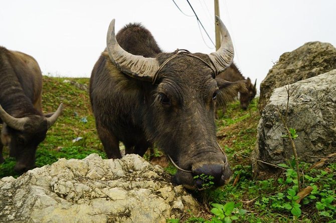 Private Trang an Ecotourism & Dancing Cave Together Countryside Biking - Good To Know